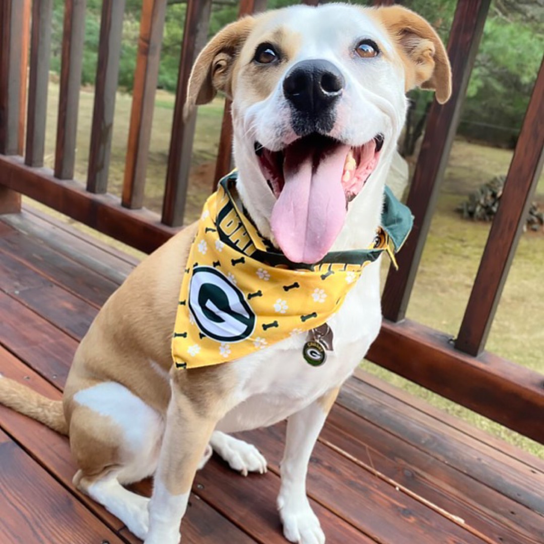 Green Bay Packers Running Dog Costume