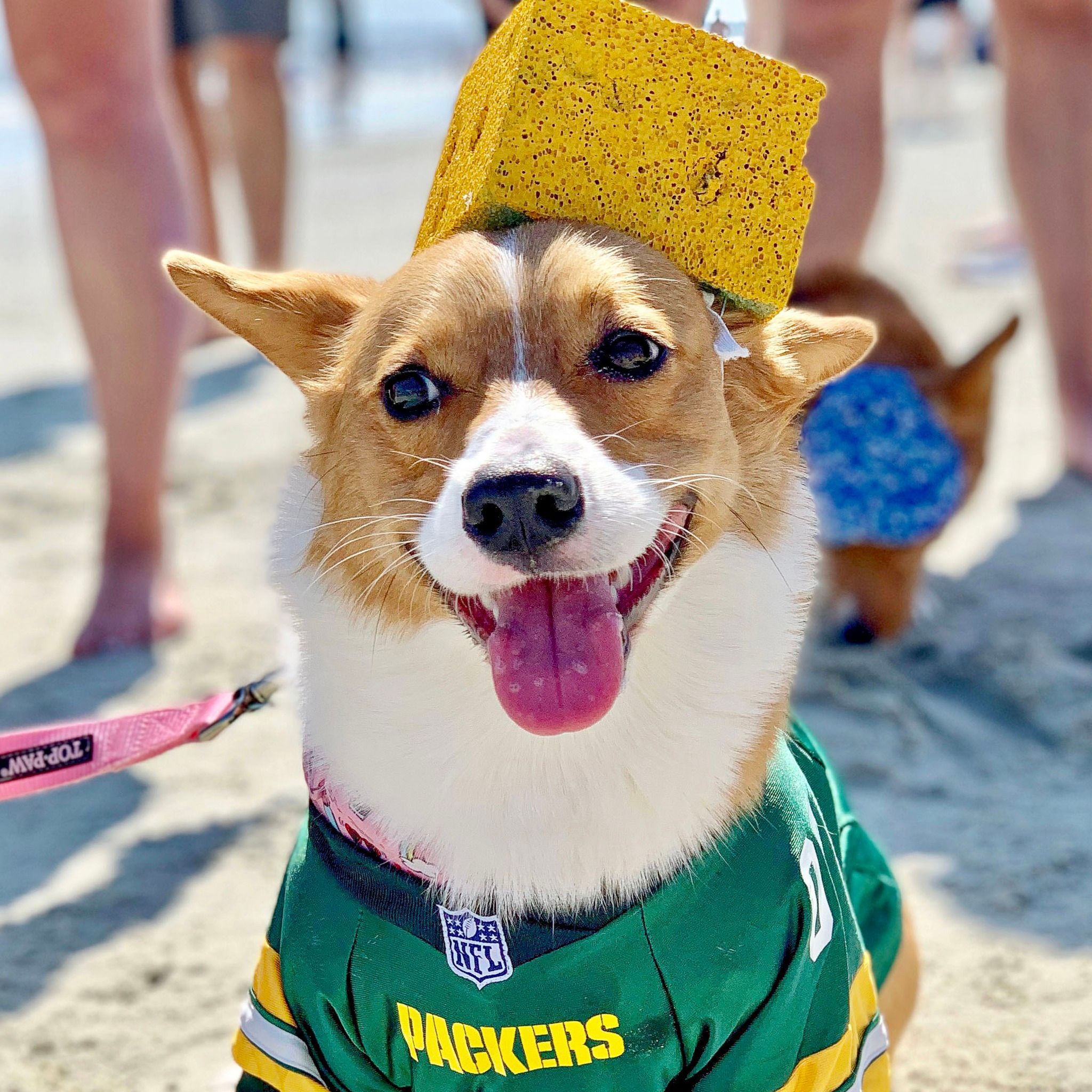 That Dood Squad dogs show off their Packers pride in Instagram photo